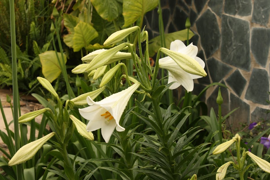 longiflorumingles2.jpg
