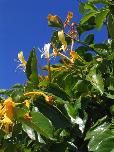 Lonicera%20id2.JPG