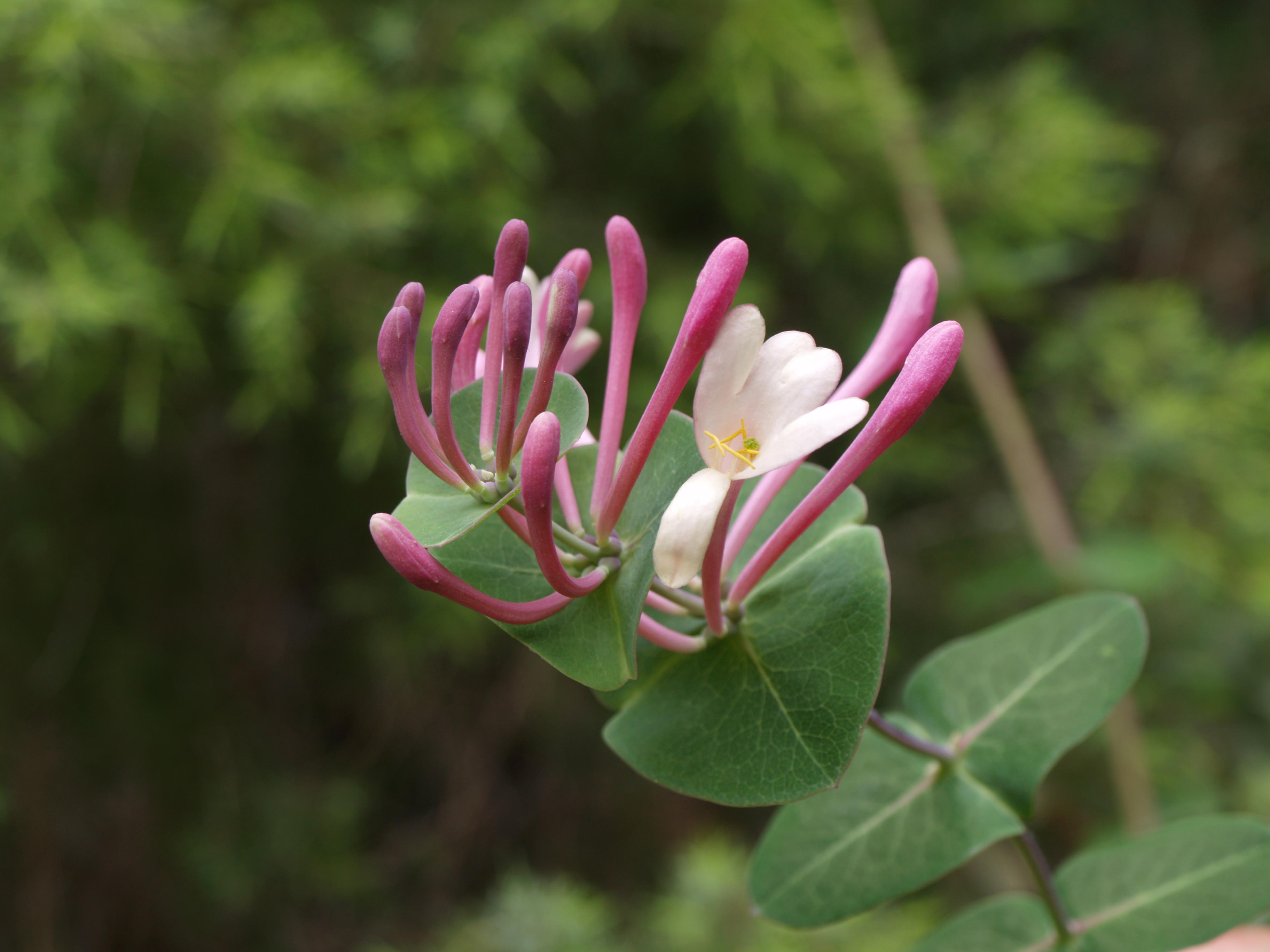 lonicera-implexa.jpg