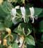 lonicera-japonica-flores.jpg