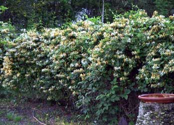 lonicera-japonica.jpg