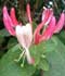 lonicera-periclymenum-flore.jpg