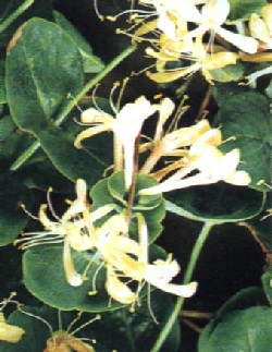 lonicera1.JPG