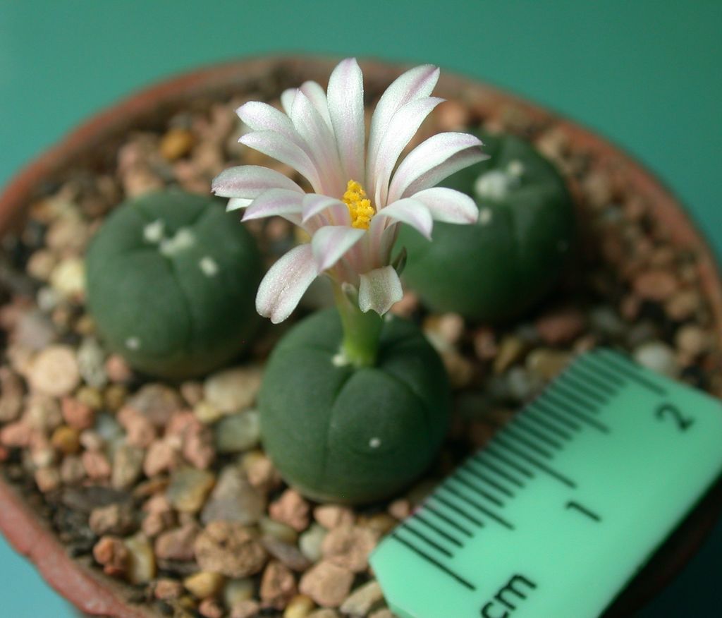Loph%20Alberto-Vojtechii%20%20in%20flower%2031_12_11%2016.JPG