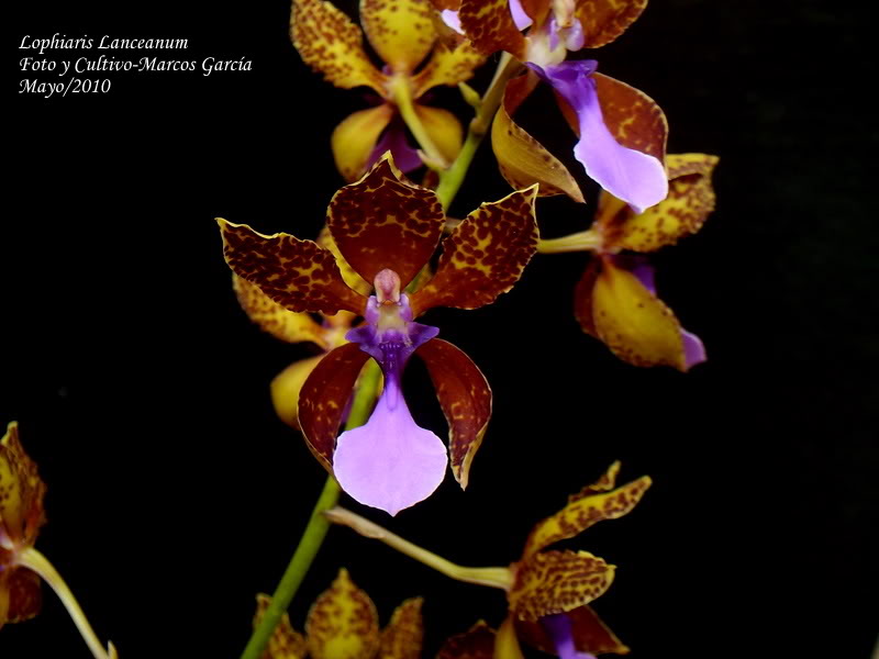 lophiarislanceanum0011.jpg