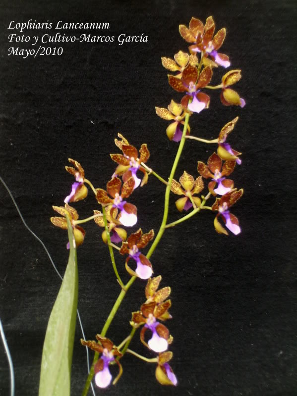 lophiarislanceanum0031.jpg