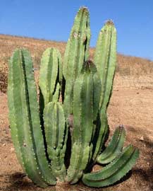 lophocereus-schottii.jpg