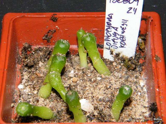 Lophophora%20Difusa%20koehwesii%20024%2020091126.jpg