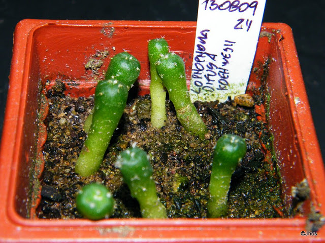 Lophophora%20Difusa%20Koehwesii%20024%2020100110.jpg