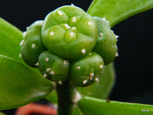 Lophophora%20Difusa%20koehwesii%2020100103.jpg