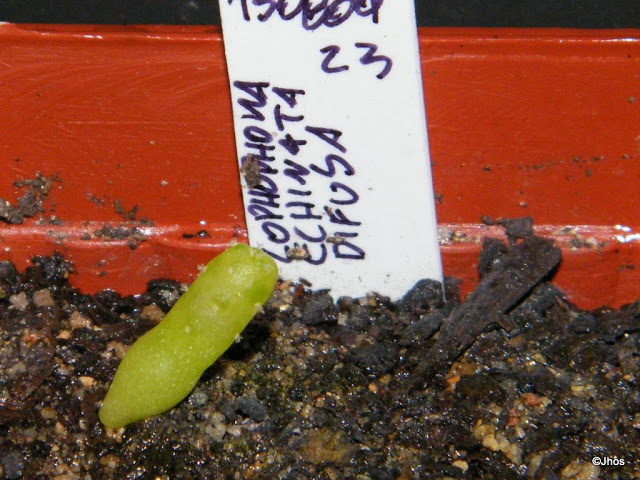 Lophophora%20Echinata%20Difusa%20023%2020091126.jpg
