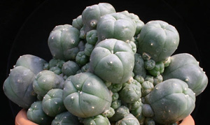 Lophophora%20Williamsii%20var.%20Caespitosa.jpg