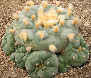 Lophophora%20Williamsii%20var.%20Decipiens.jpg
