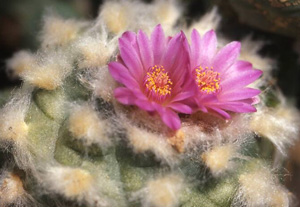 Lophophora%20Williamsii%20var.%20Jourdaniana.jpg