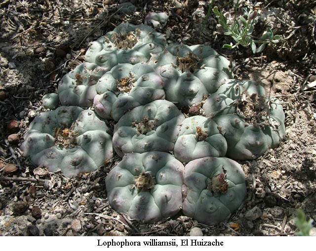 Lophophora%20williamsii.El%20Huizache.12.jpg