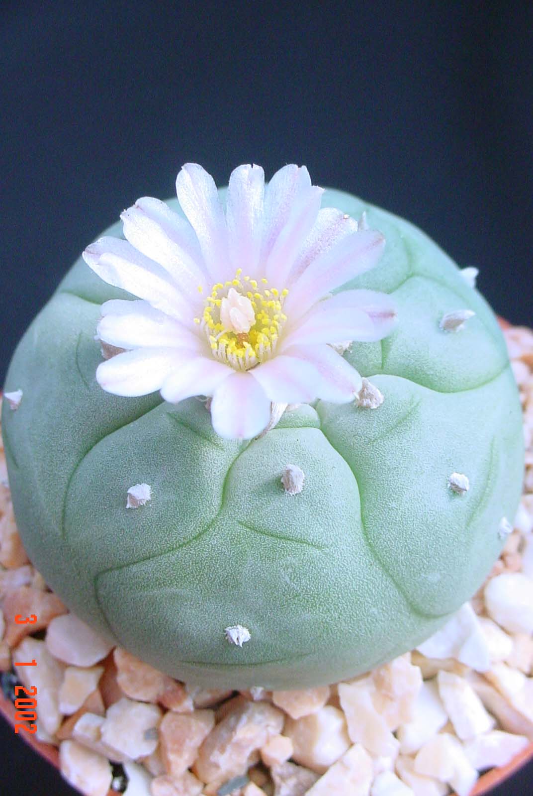 Lophophora%20williamsii.JPG