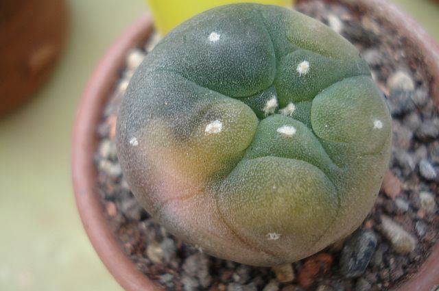 Lophophora%2Bwilliamsii%2Bvariegata%2B1c_20070924.jpg