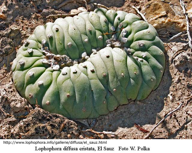 Lophophora-diffusa-cristata.jpg