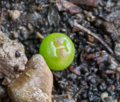 lophophora.jpg