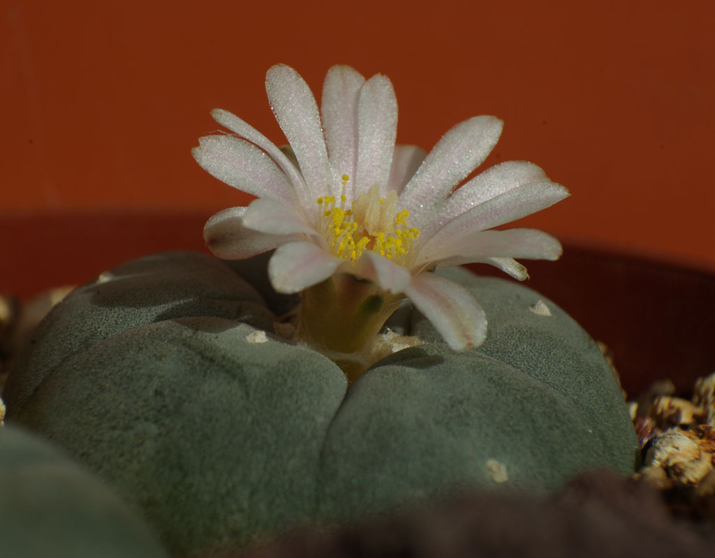 Lophophora4.jpg