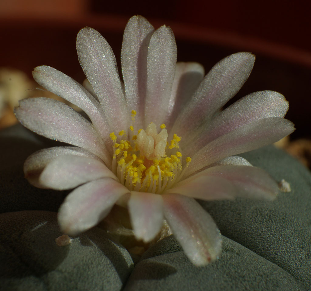 Lophophora5.jpg
