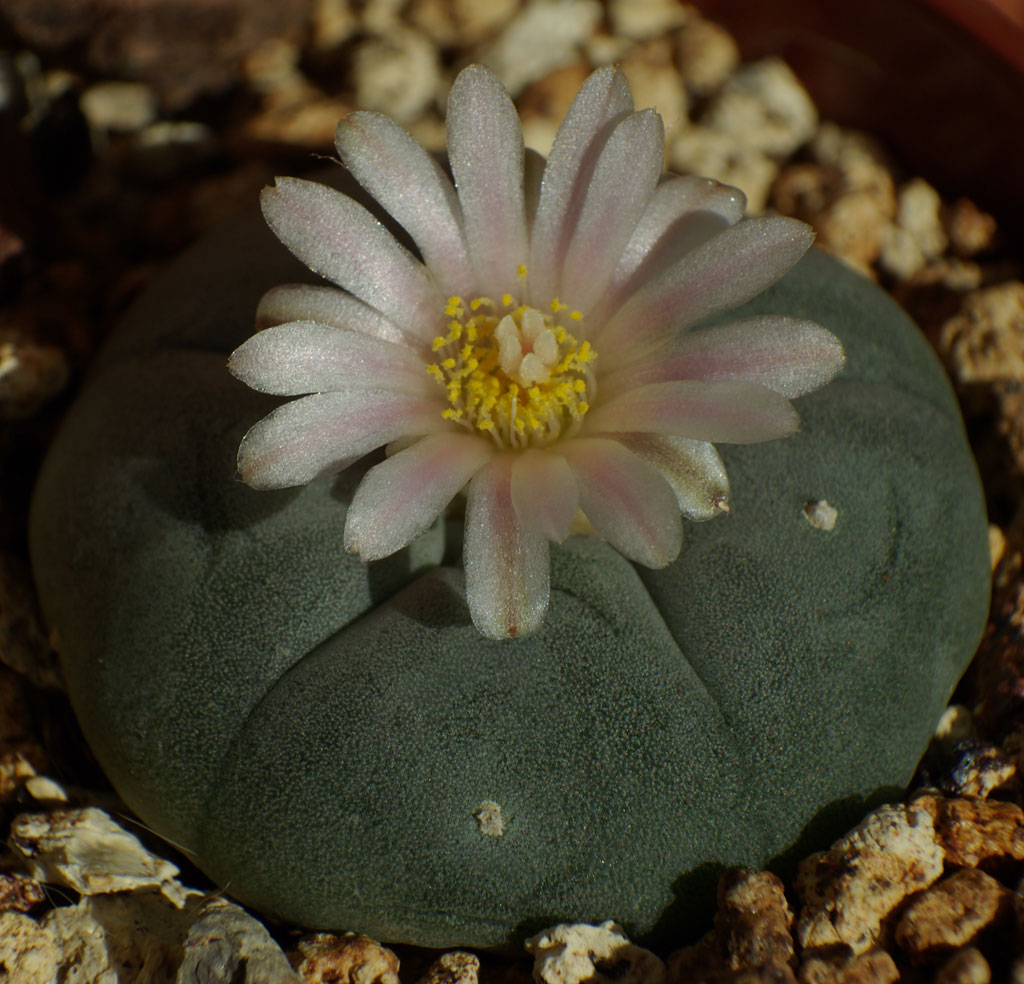 Lophophora6.jpg