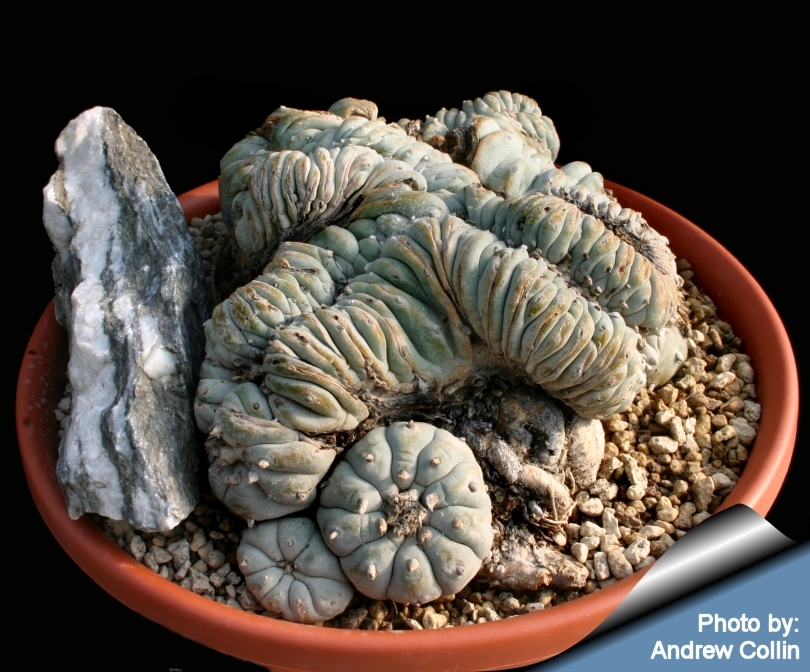 Lophophora_cristata_old_810.jpg