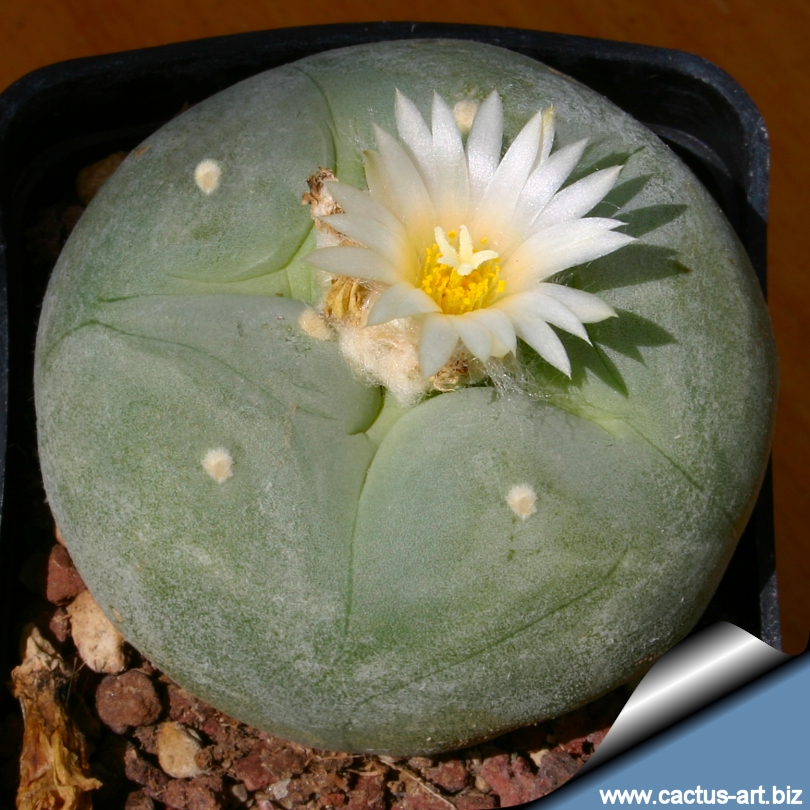 Lophophora_diffusa_VM205_810.jpg