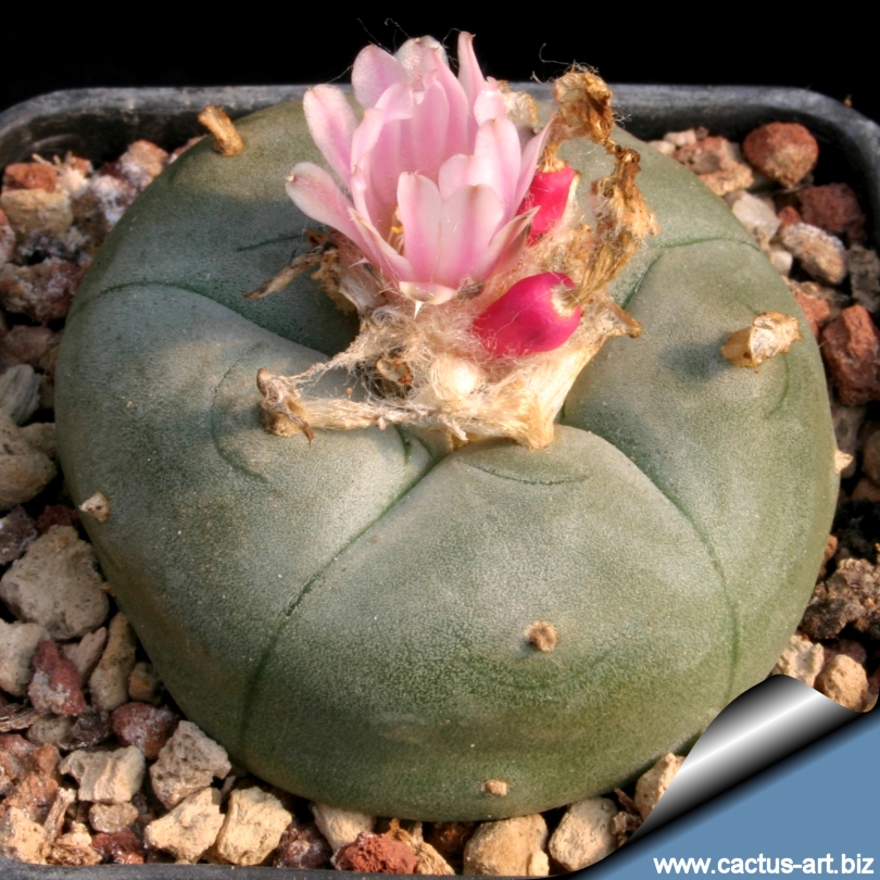Lophophora_fruit_flowers_810.jpg