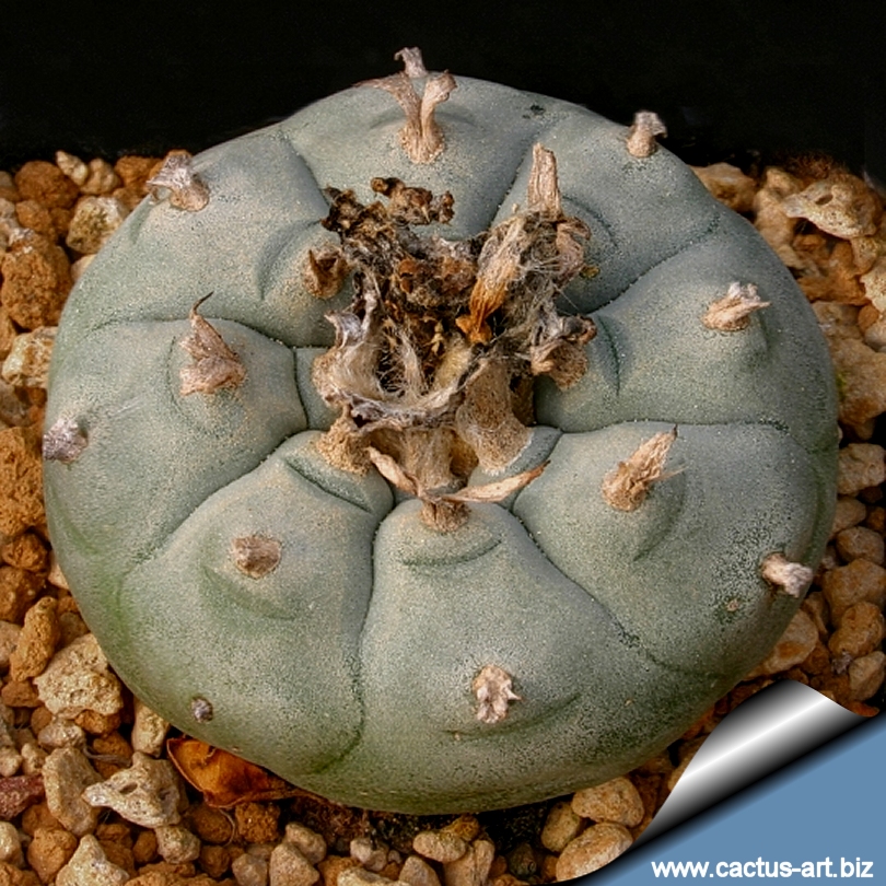 Lophophora_williamsii_texensis_810.jpg