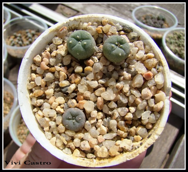 Lophophorafricci10-2010.jpg