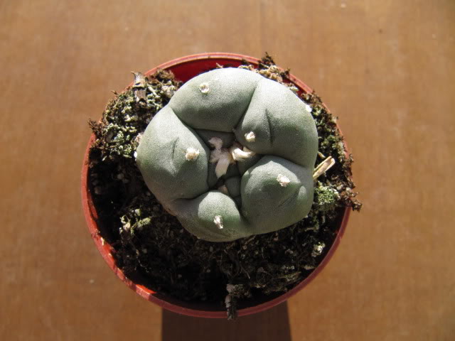 Lophophorawilliamsii2-1.jpg