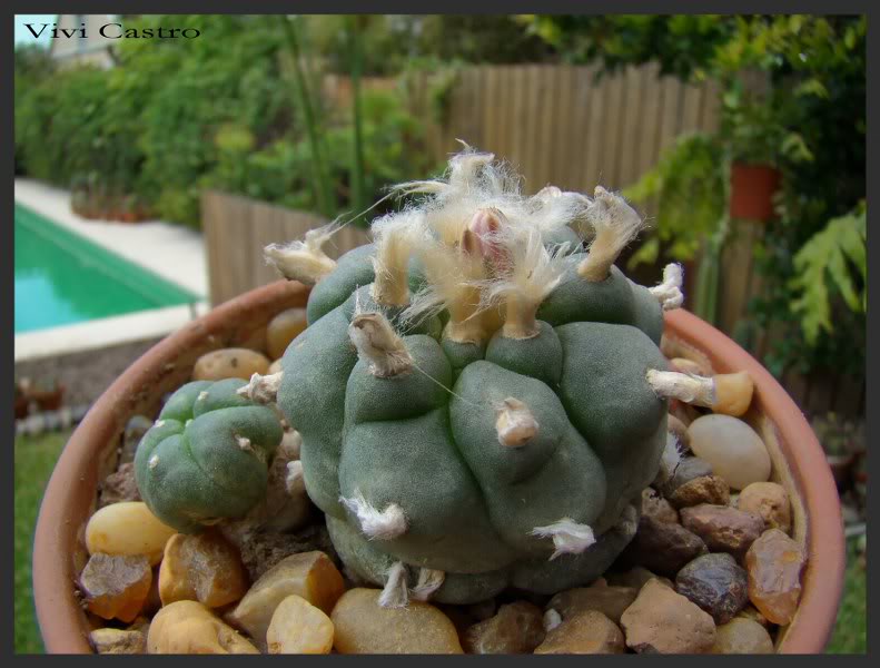 Lophophorawilliamsiicaespitosa.jpg