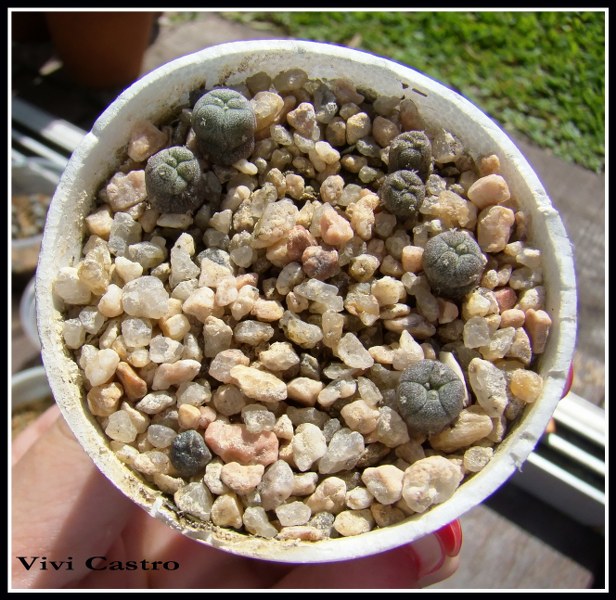 Lophophorawilliamsiicaespitosa10-2010.jpg