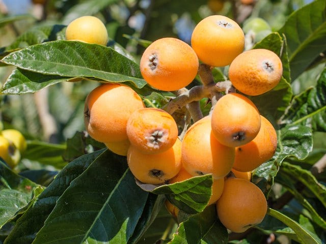 LOQUAT.jpg