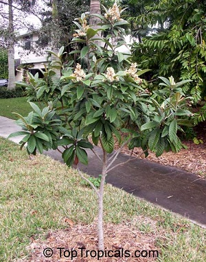 LoquatYoungTree300.jpg