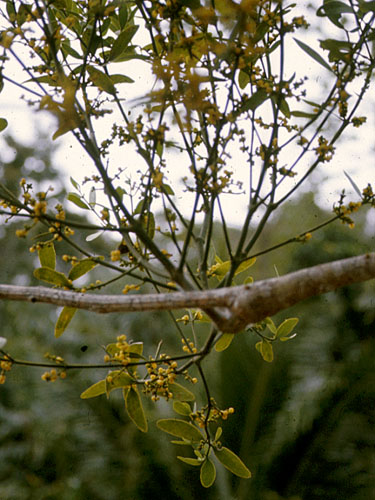 LORA-phor-quad-pan-rf3.jpg