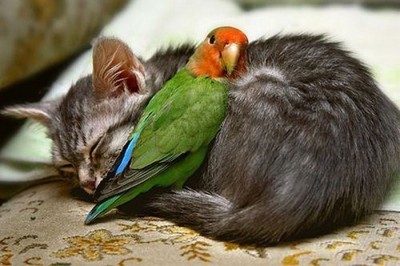 loro-gato-amigos.jpg