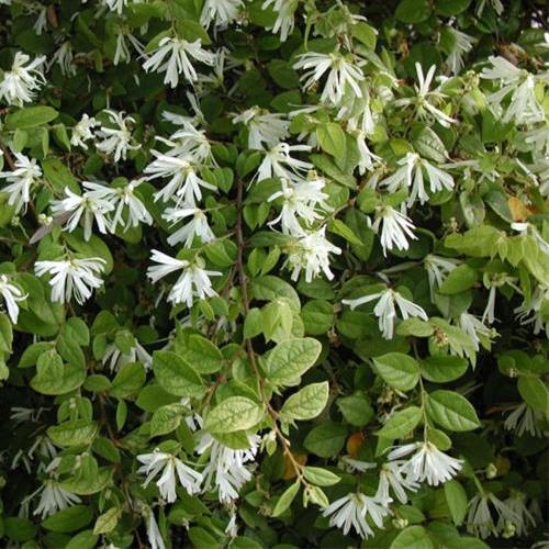 loropetalum-chinense-500.jpg
