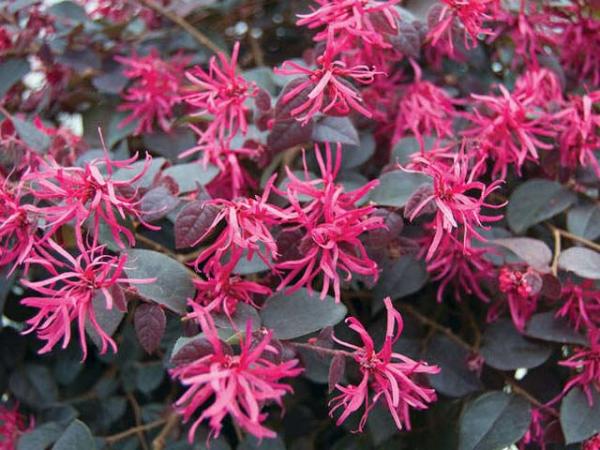 loropetalum-chinensis_fringe-flower-plumgorgeous.jpg