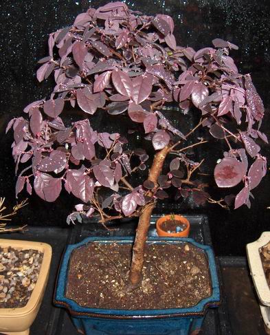 loropetalum.jpg