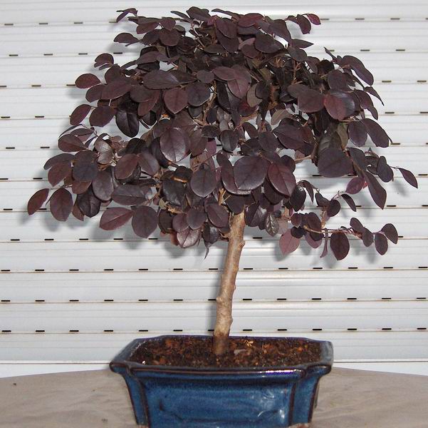 Loropetalum.jpg