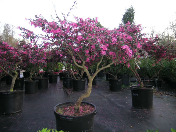 loropetalum20tree1.jpg