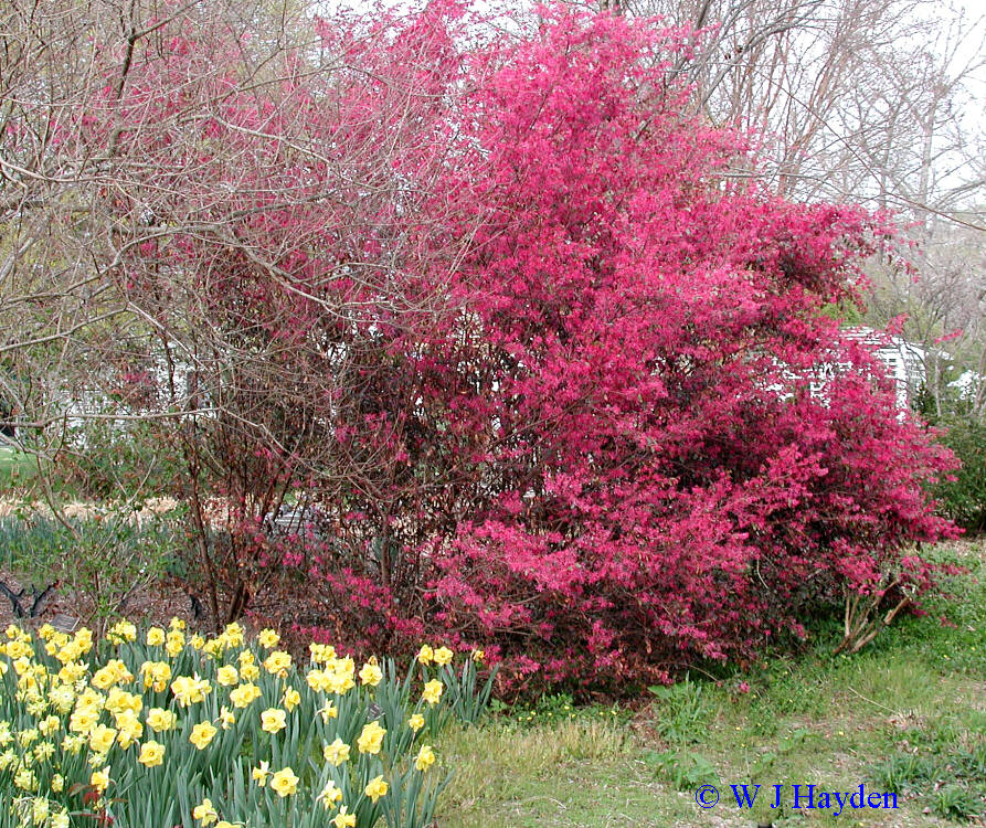 loropetalum_chinense_LGBG_08s.JPG