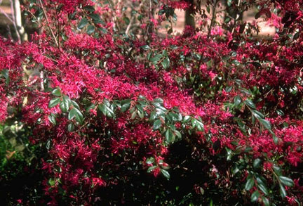 loropetalum_web.jpg