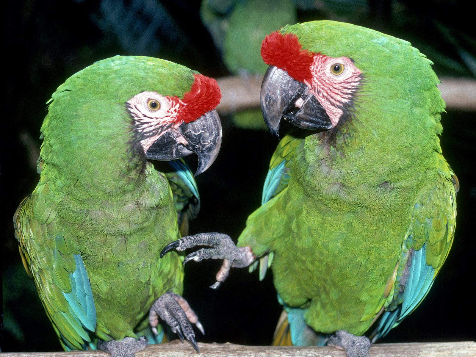 loros.jpg