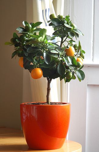 los-citricos-como-plantas-de-interior-01.jpg