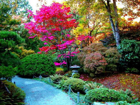 los-colores-en-el-jardin.jpg
