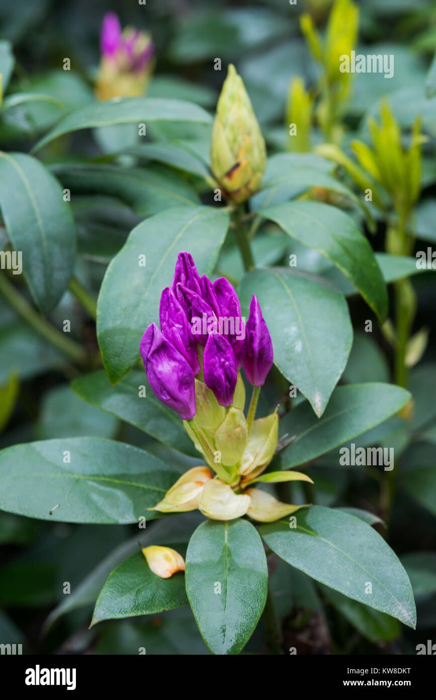 los-rododendros-son-cultivados-por-sus-espectaculares-flores-suelen-tener-en-primavera-kw8dkt.jpg