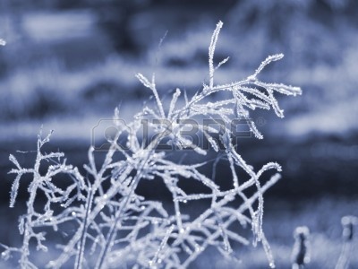 lose-up-a-una-planta-de-cubierta-helada-en-una-temprana-manana-de-invierno-profundidad-de-campo-.jpg